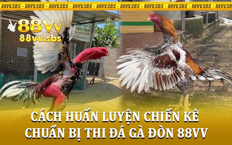 đá gà đòn 88VV